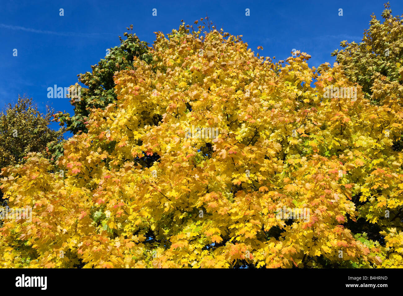Colorazione autunnale caduta delle foglie di acero in autunno acer foglie giallo rosso verde colorato colorato colore della stagione autunnale Germania Foto Stock
