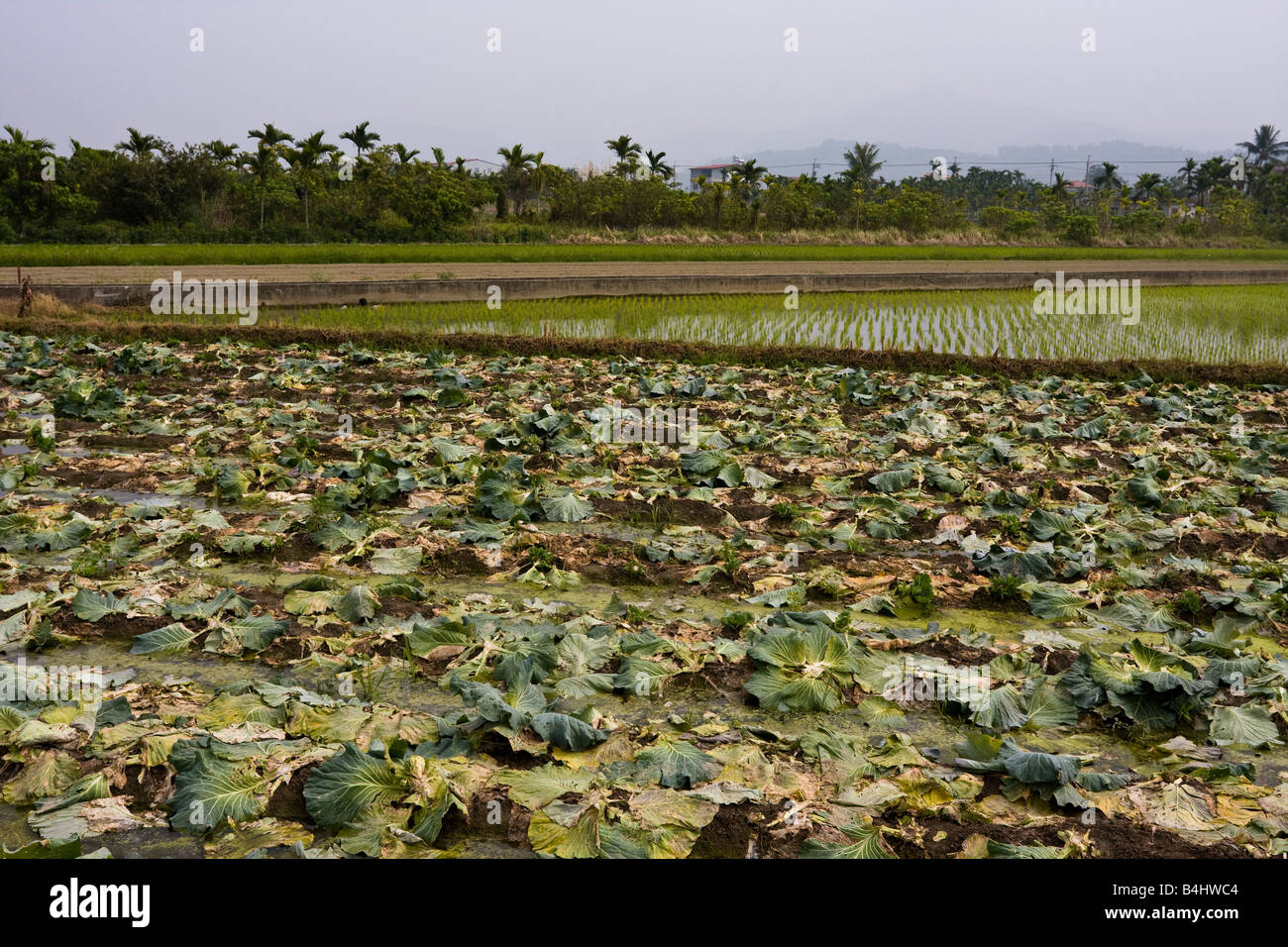 Meinong, Kaohsiung County, Taiwan, Repubblica della Cina (ROC) Foto Stock