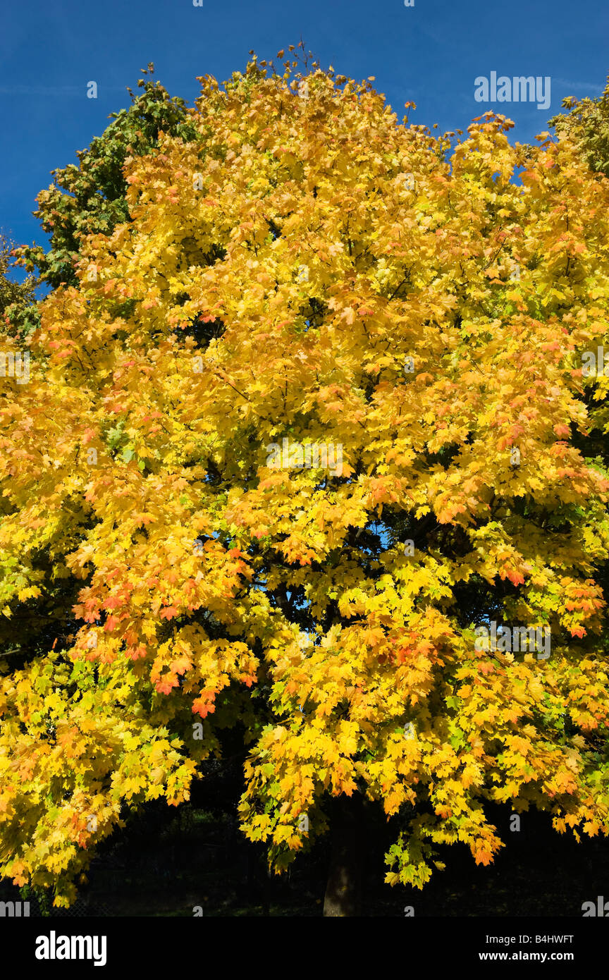 Colorazione autunnale caduta delle foglie di acero in autunno acer foglie giallo rosso verde colorato colorato colore della stagione autunnale Germania Foto Stock