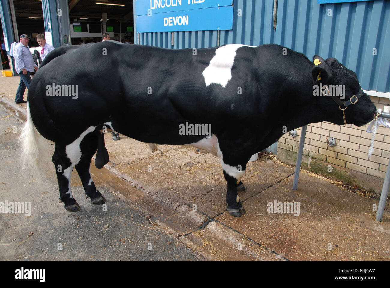 Belga Blue bull Royal Show Stoneleigh Warwickshire Foto Stock