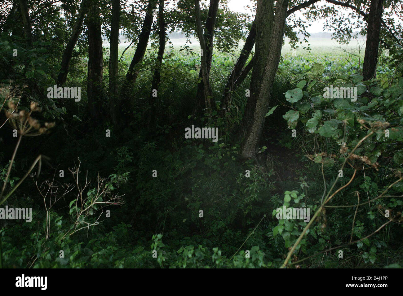 I boschi nel Suffolk dove la Holly e Jessica s corpi sono stati trovati fuori da una pista sterrata Foto Stock