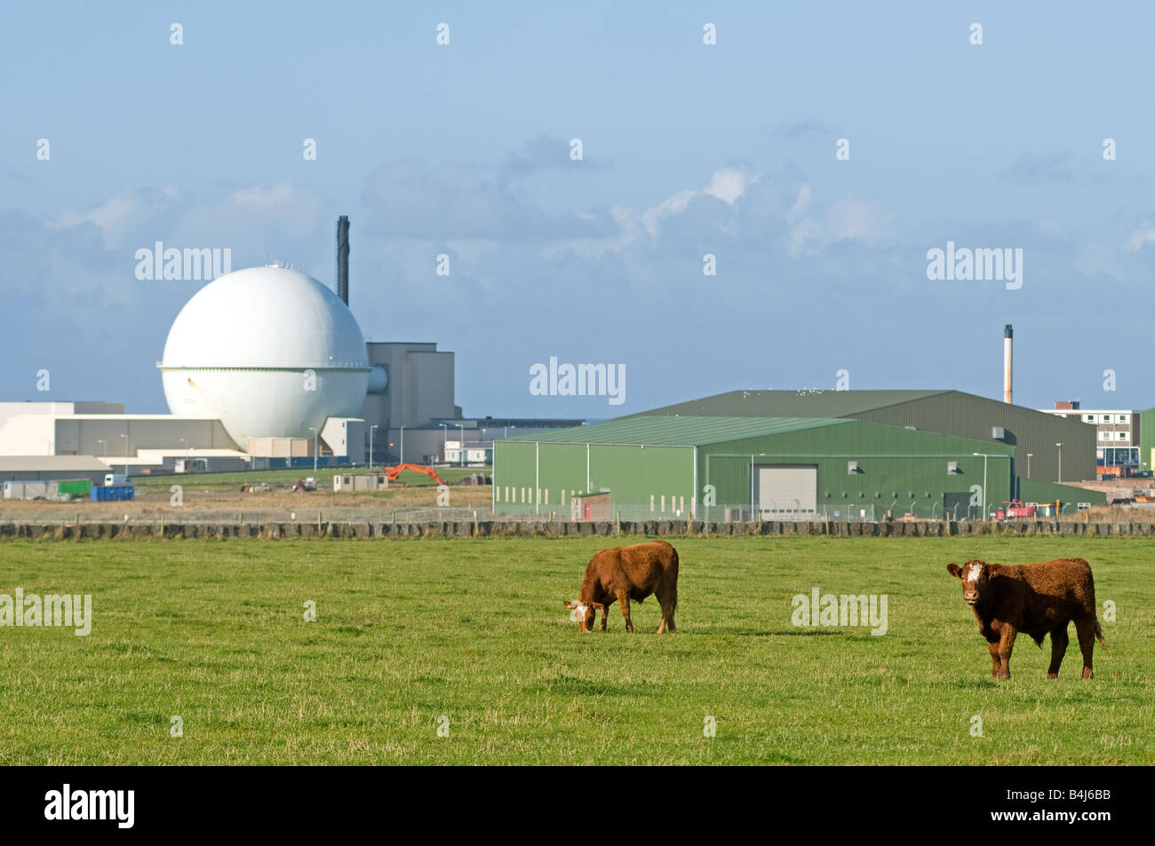 Il bestiame pascola pacificamente dalla Dounreay Energia Atomica impianto Thurso Caithness Northern Highlands scozzesi UK Foto Stock