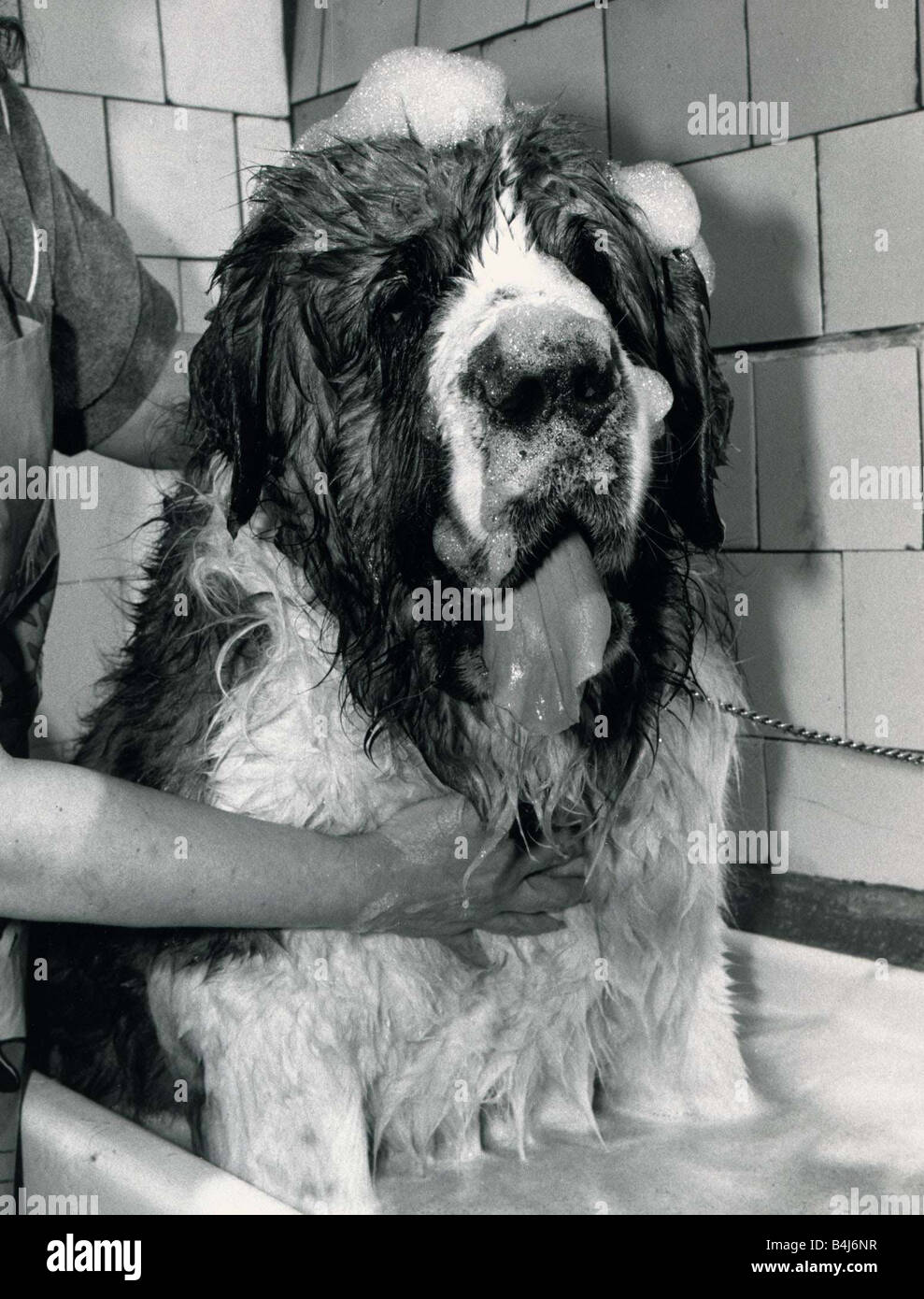 St Bernard Dog Schnorbitz proprietà Bernie Winters viene bagnata da un cane esperto grooming Schnorbitz sembra leggermente sporco come Foto Stock