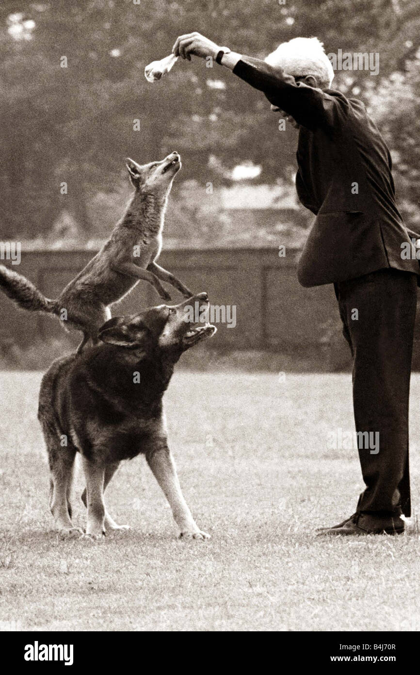 Il lavoro di squadra Questo cane è ingannato al di fuori di un trattamento da un sly fox che utilizza il suo ritorno come una piattaforma di saltare fuori di e ruba il suo trattamento Foto Stock