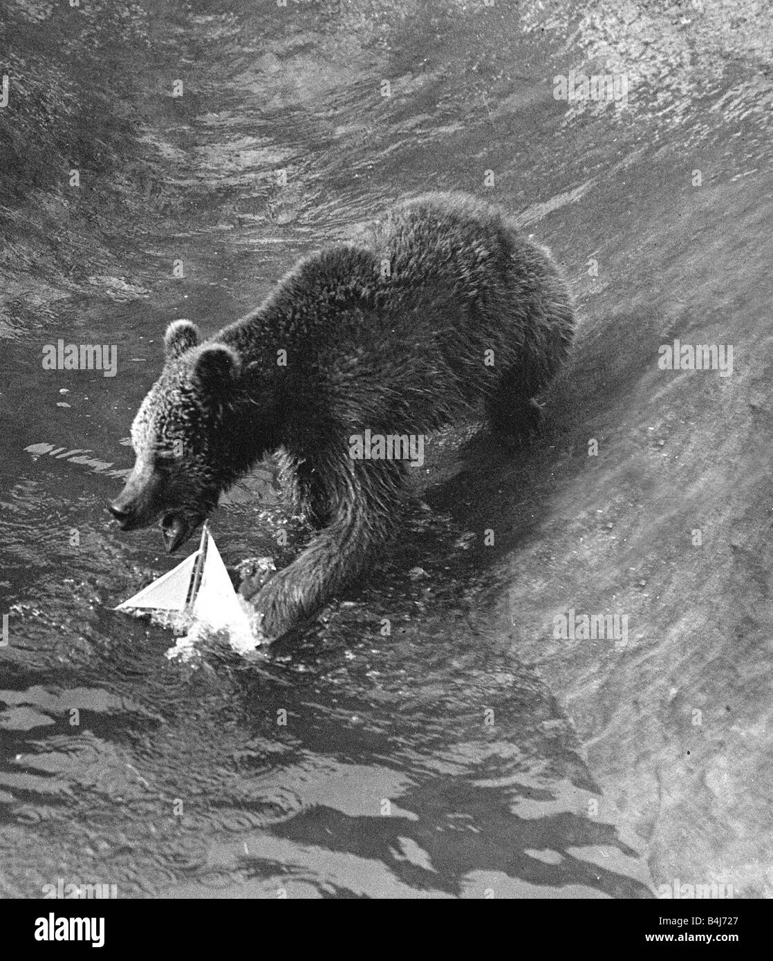 Un orso gioca con un giocattolo di barca in acqua piscina nel suo involucro presso lo Zoo di Londra circa 1935 Foto Stock