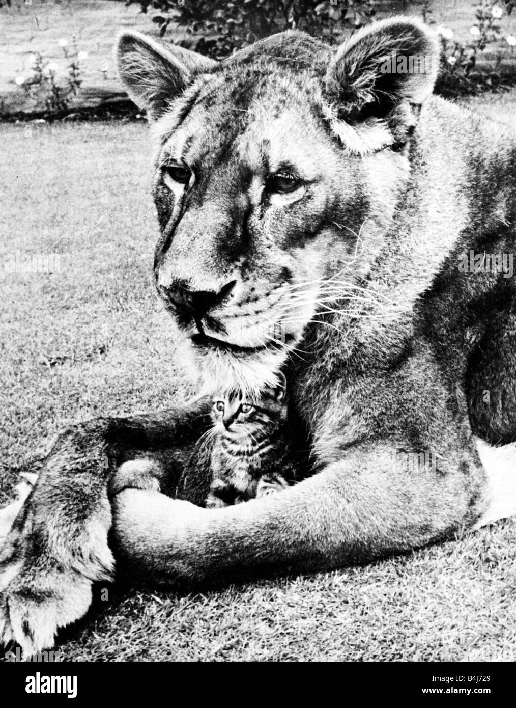 Una leonessa stabilisce con un gattino tra lei proteso gambe anteriori circa 1935 Foto Stock