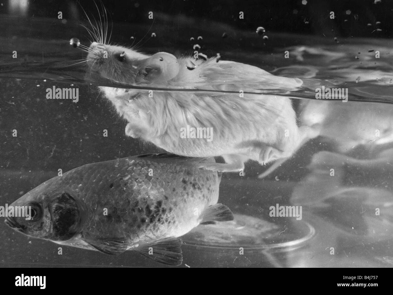 Animali roditori topi un topo chiamato Bobby McGregor che ha un gusto per il nuoto con il pesciolino nel suo proprietari home Foto Stock