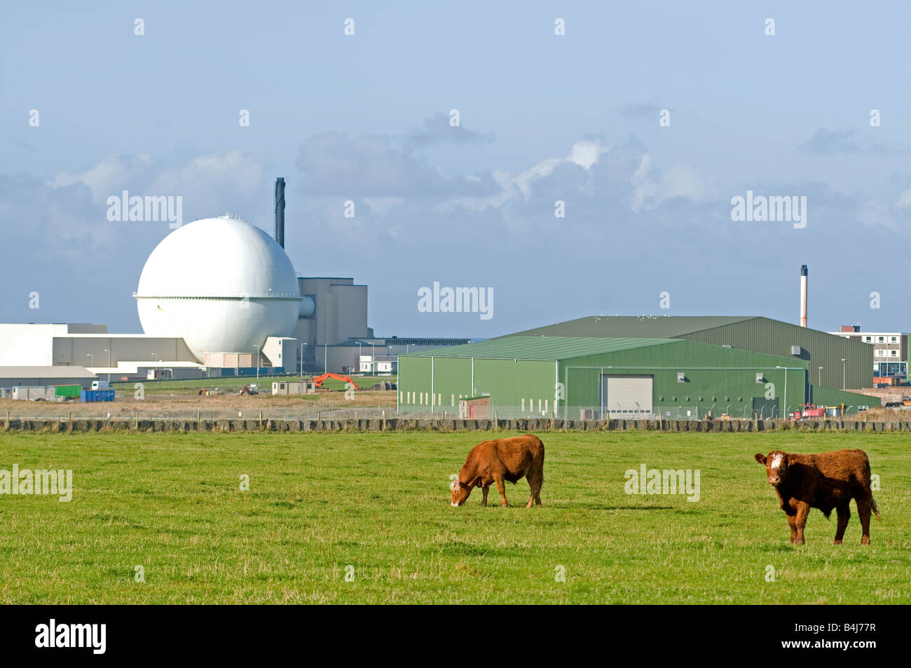 Il bestiame pascola pacificamente dalla Dounreay Energia Atomica impianto Thurso Caithness Northern Highlands scozzesi UK Foto Stock