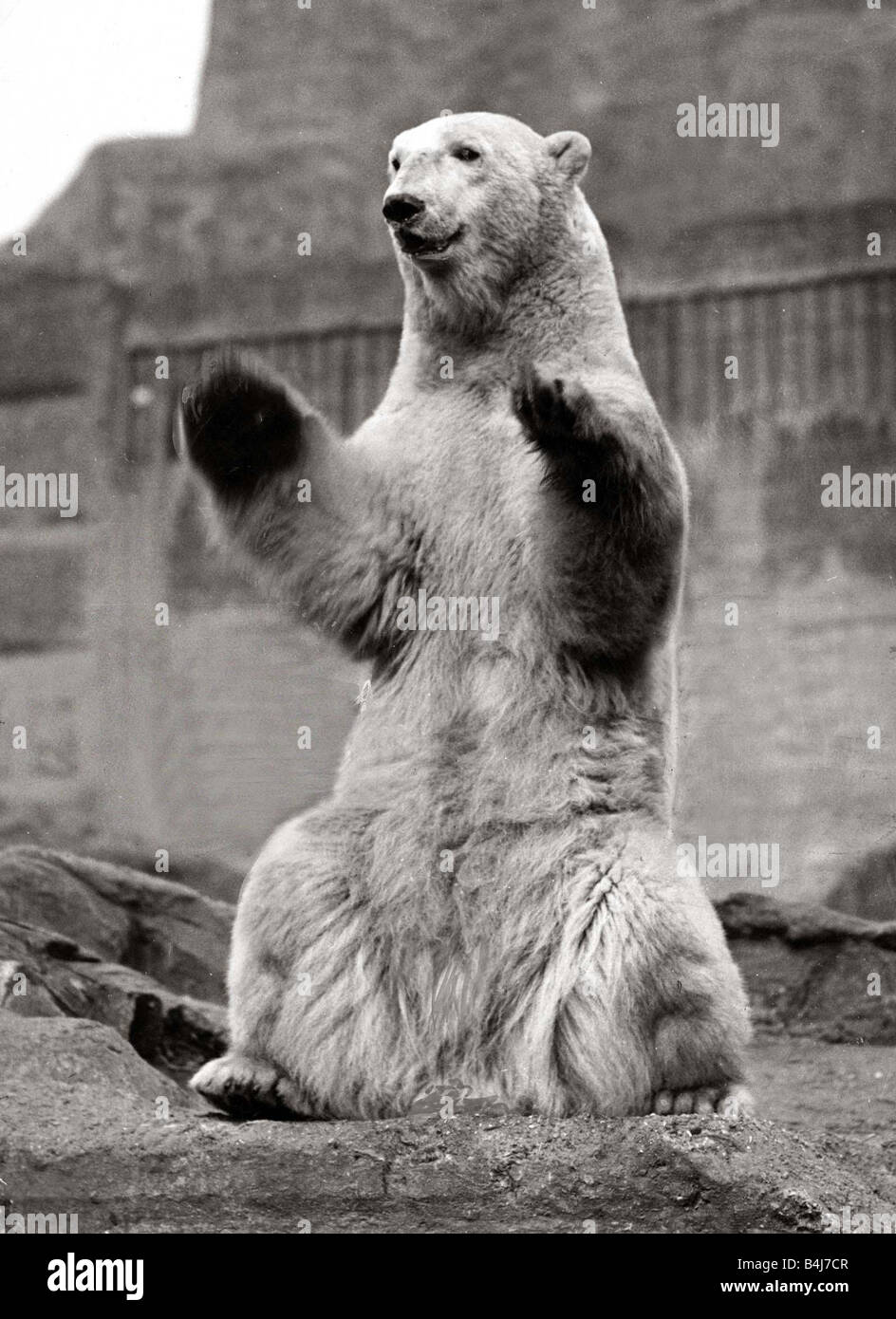 Orso polare allo Zoo in piedi sulle sue gambe di cerva Marzo 1929 Foto Stock