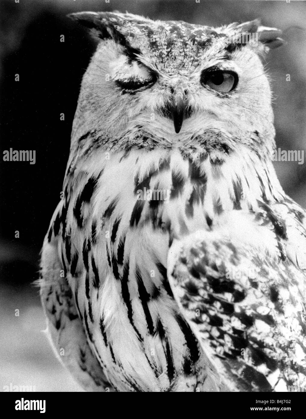 Questo owl ha il suo modo di cercare di trovare un partner da un suggestivo wink con i suoi occhi in Dicembre 1984 anni ottanta Foto Stock