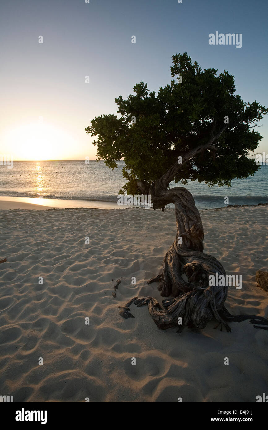Fofoti divi tree al tramonto Eagle beach Aruba Antille olandesi Foto Stock