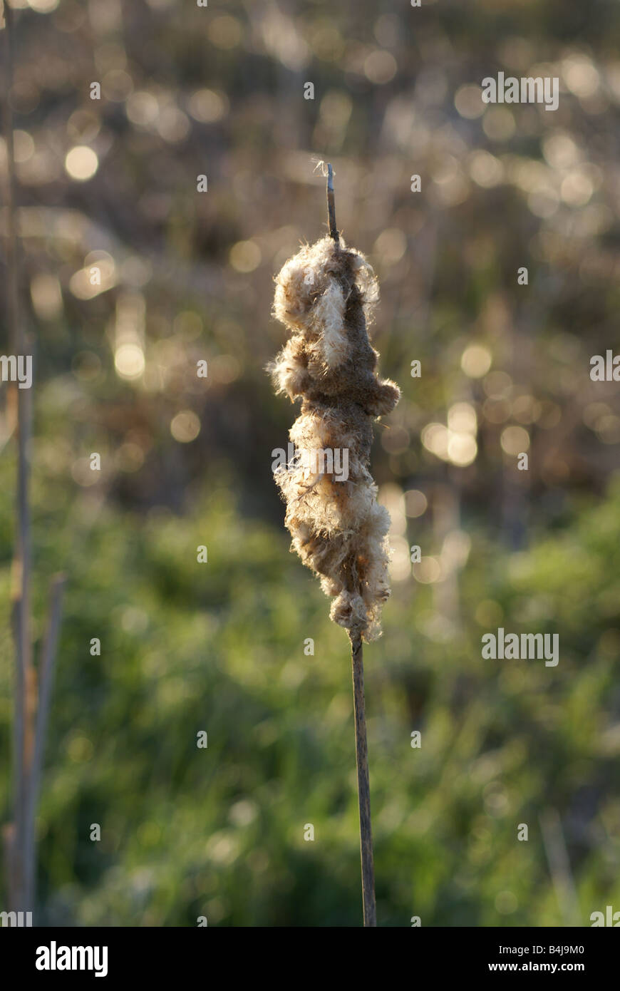 Un tifa ha iniziato a rompere e rilasciare i suoi semi nella primavera di quest'anno. Foto Stock