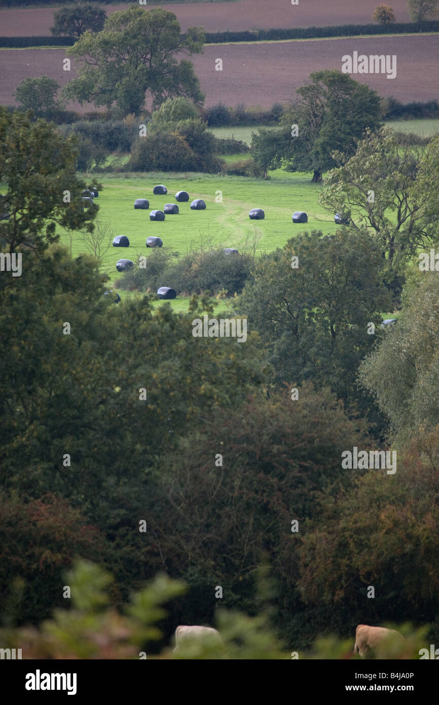 Rolling Leicestershire campagna rotonde con balle di insilato Foto Stock