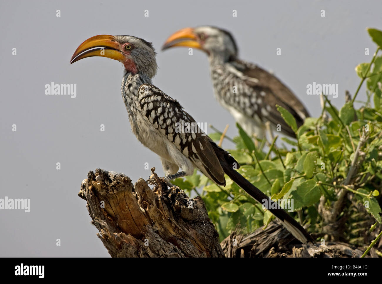 Coppia giallo-fatturati Hornbills appollaiato sul ceppo di albero, Namibia. Foto Stock