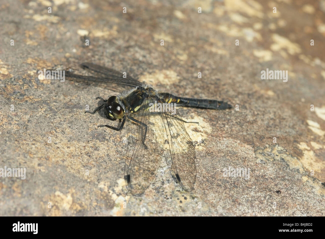 Nero Darter Dragonfly Sympetrum danae Falcon Clints Fiume Tees Teesdale superiore Foto Stock