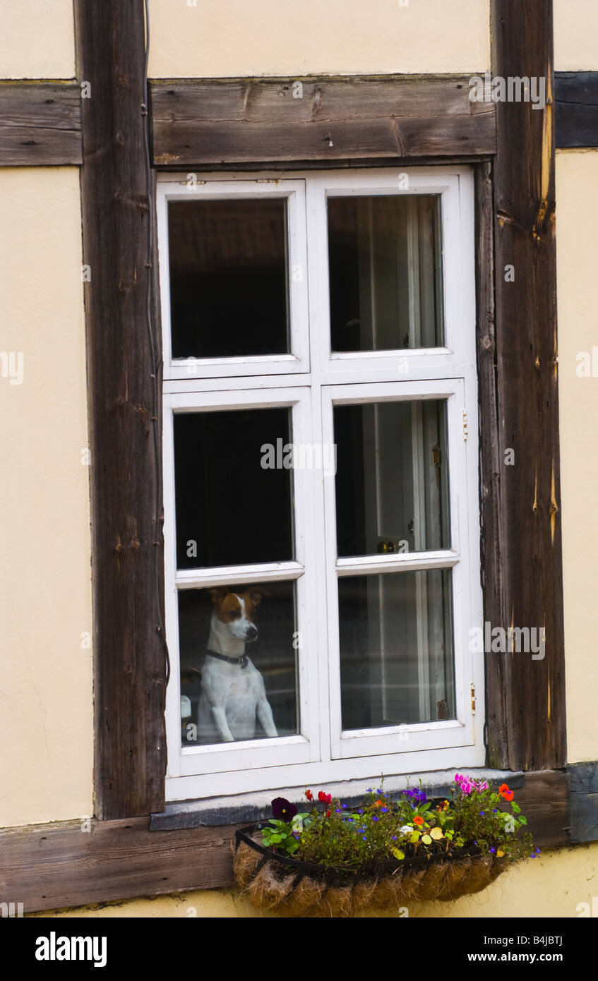 Jack Russell Terrier cane nella finestra della struttura di legno house di Ludlow Shropshire England Regno Unito Foto Stock