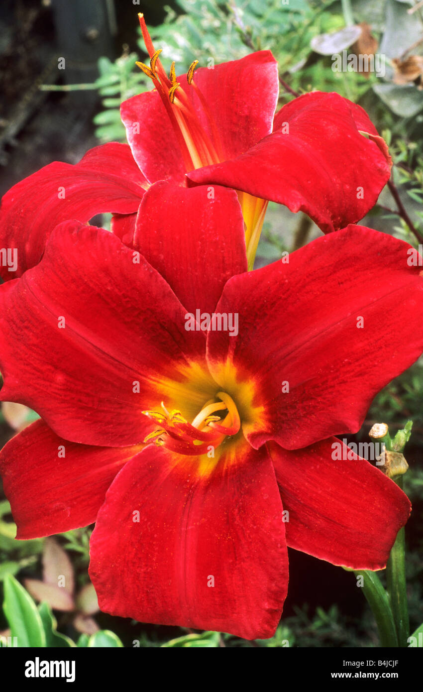 Hemerocallis 'Chicago knockout' Fiore rosso fiori del giardino di piante vegetali daylily daylillies Foto Stock