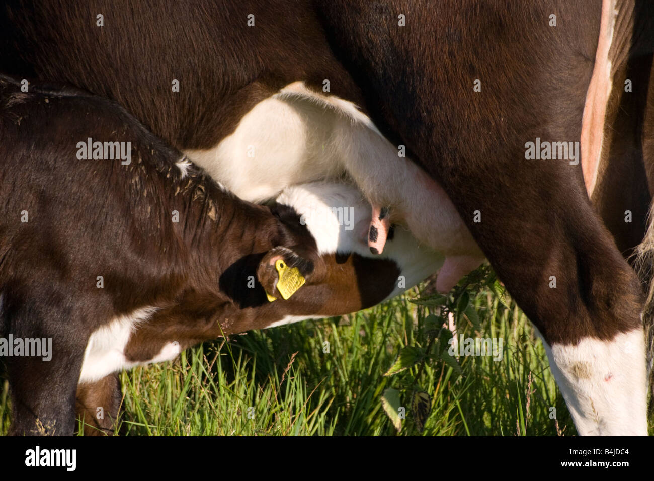 Vitello avente una bevanda di latte della mamma Foto Stock