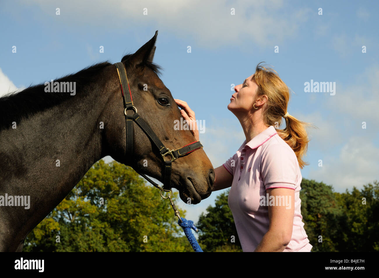 Un buio bay castrazione del cavallo e del cavallo whisperer visto durante una sessione di training England Regno Unito Foto Stock