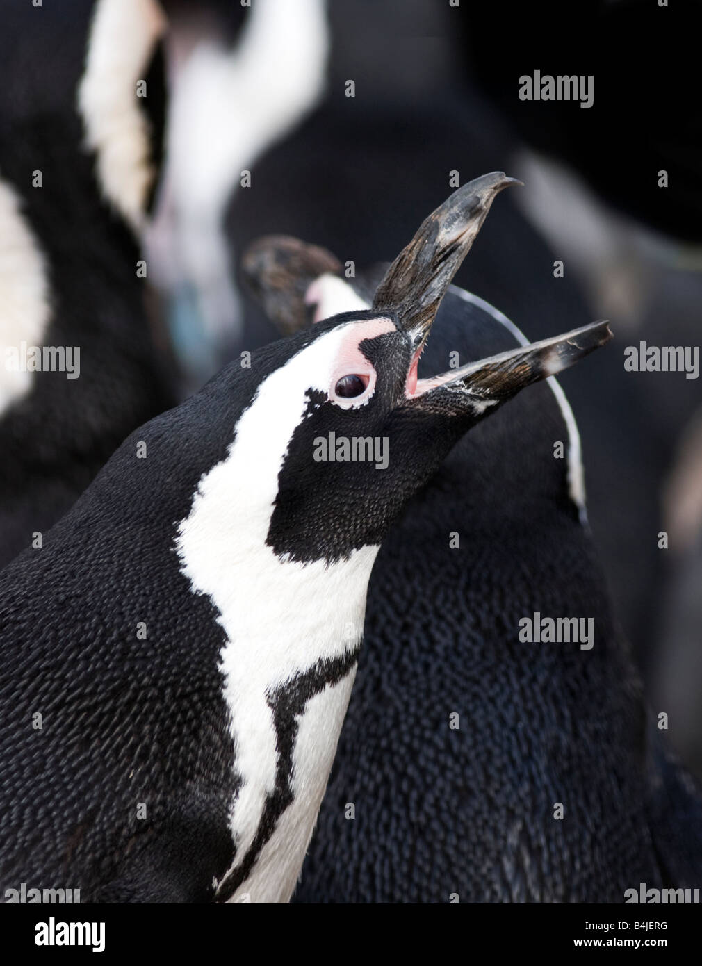 Nero footed Penguin Spheniscus demersus Foto Stock