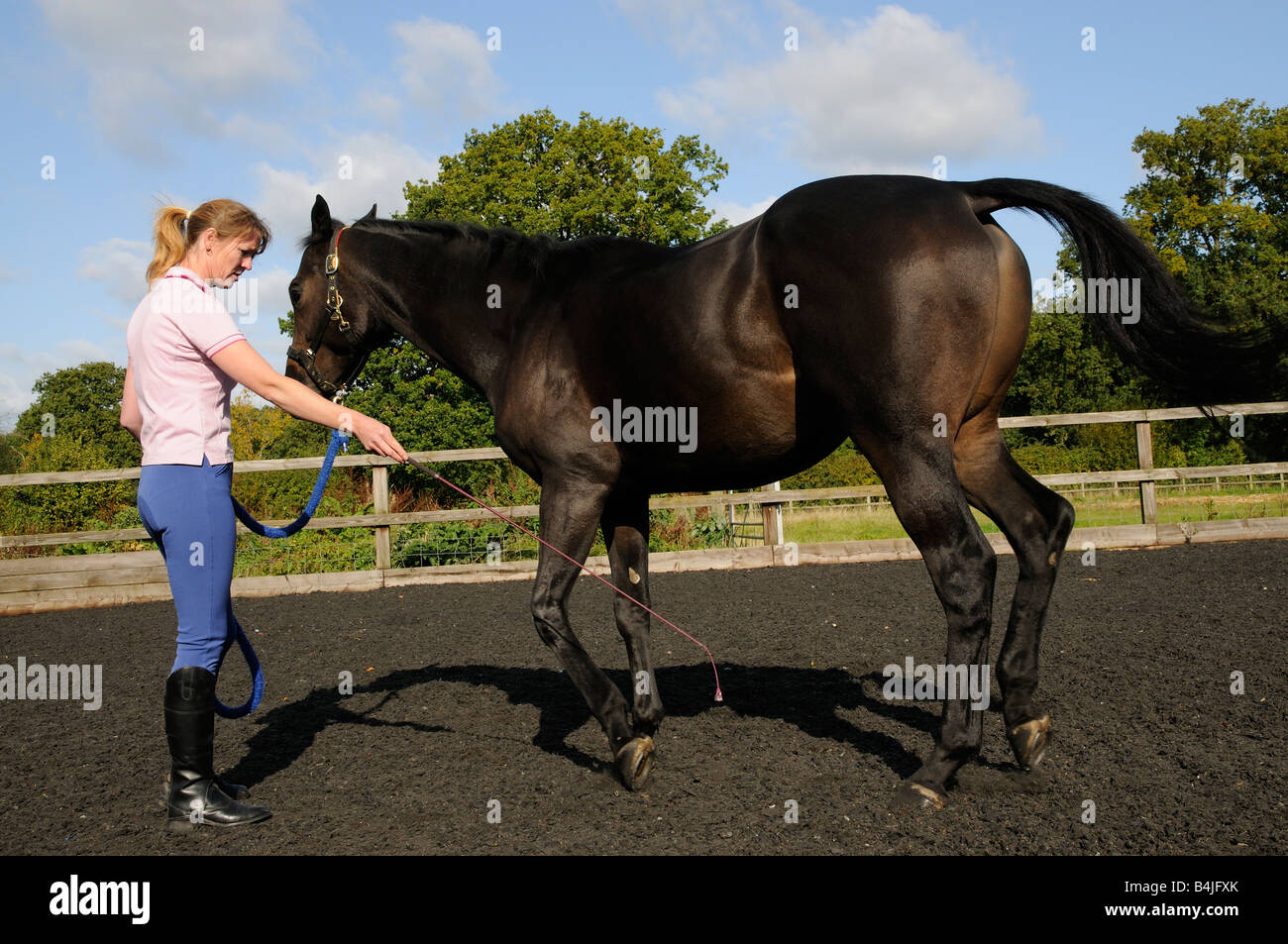 Un buio bay castrazione del cavallo e del cavallo whisperer visto durante una sessione di training England Regno Unito Foto Stock