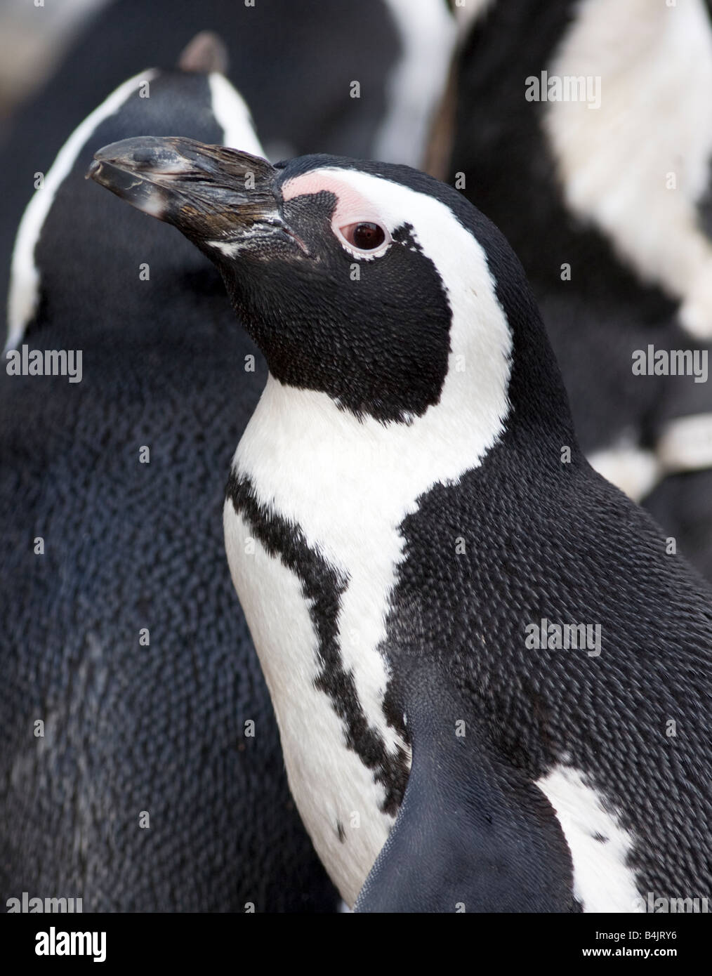 Nero footed Penguin Foto Stock
