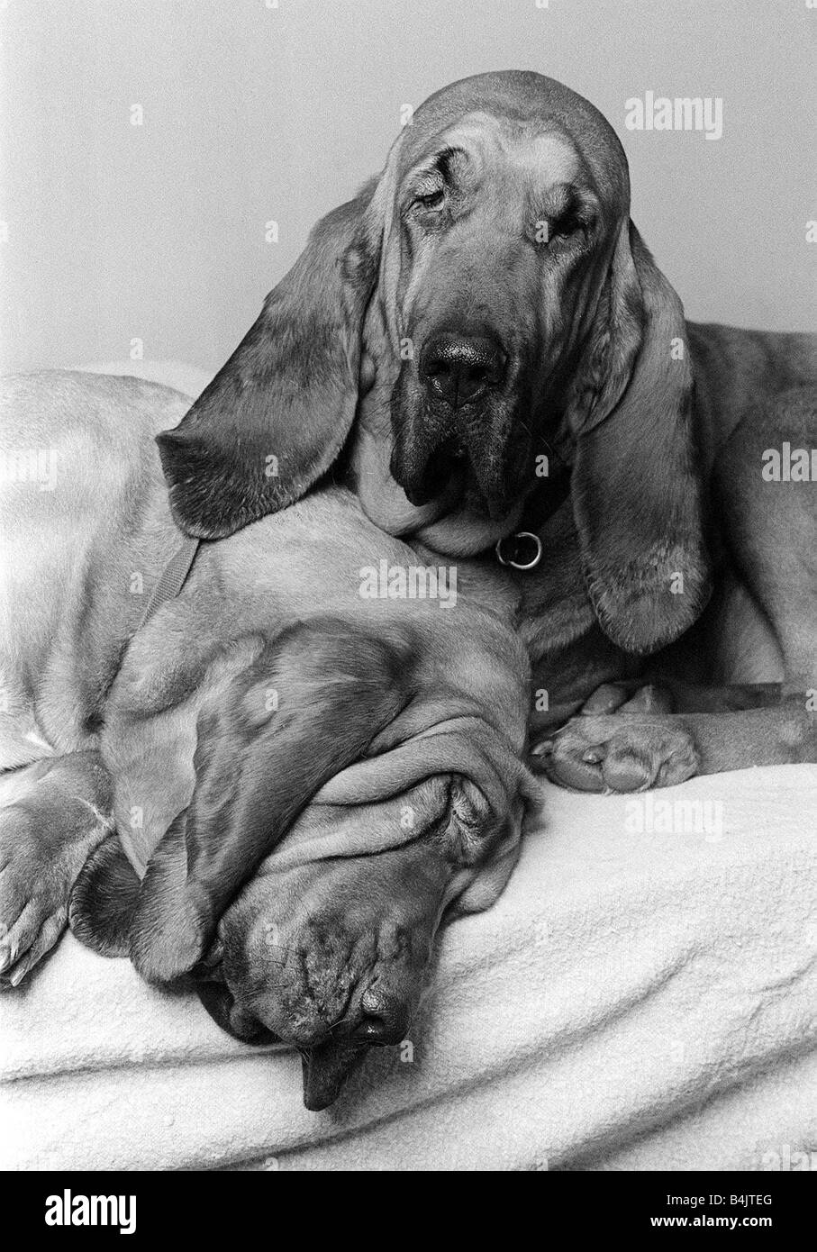 Cani segugi Feb 1976 Henry 5 anni con 2 anni di Saint Henry ha il titolo di Top cane da lavoro nel paese bloodhound testa di appoggio sui cani gambe anteriori Foto Stock