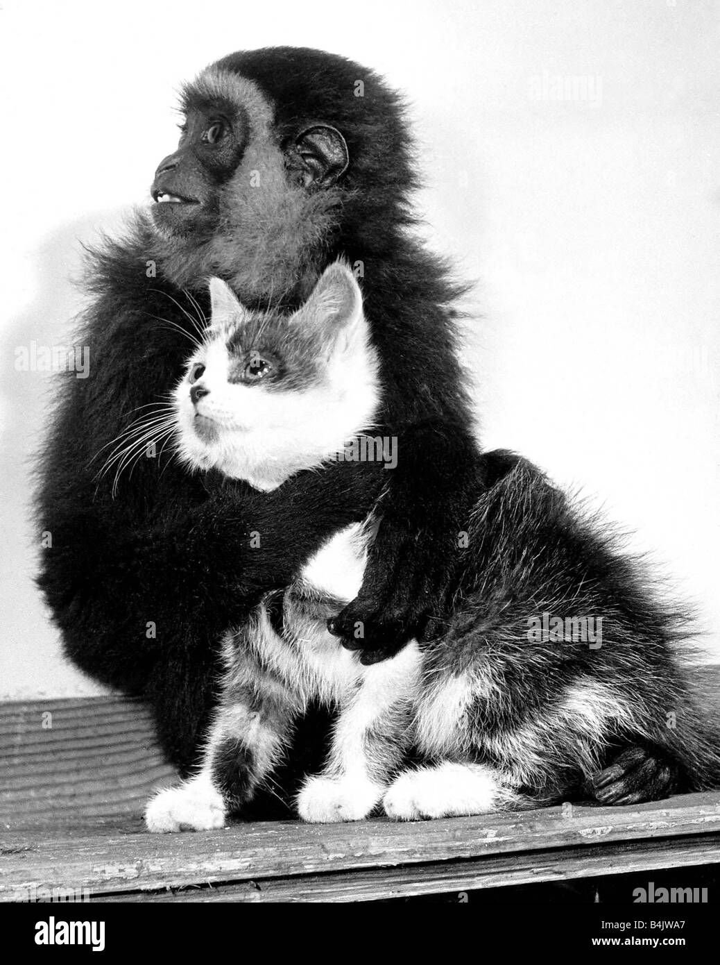 Animali amicizie Monkey cat Ottobre 1956 Wendy un gibbone Monkey al Belle Vue Zoo proteggendo il gatto dal cameraman Foto Stock