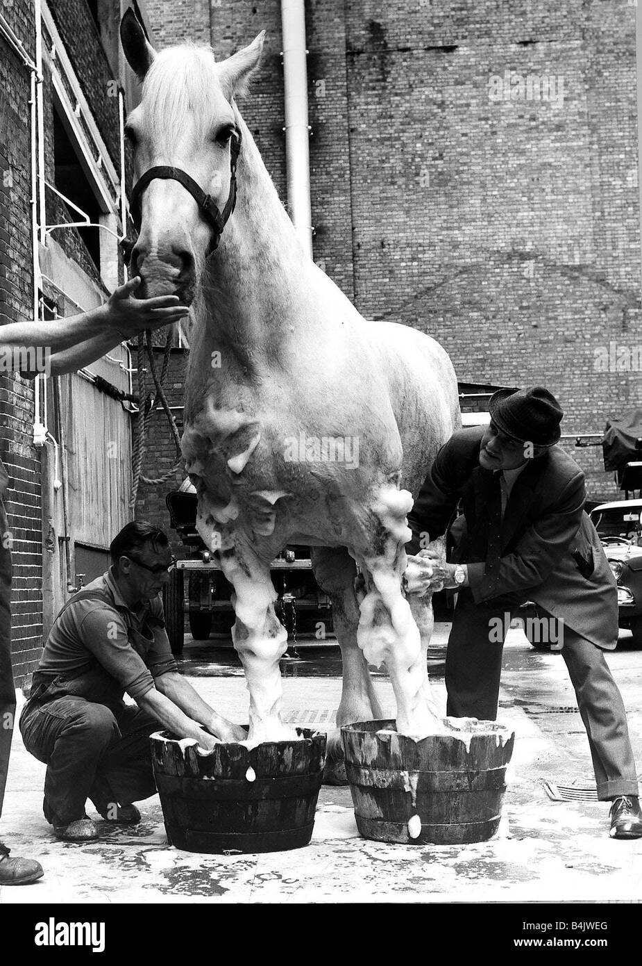Cavallo animale Luglio 1974 spesso per essere visto tirare un brewers dray intorno a Londra e questo significa che a sei miglia di raggio Hengist all'età di 13 ottiene ancora una star trattamento Foto Stock