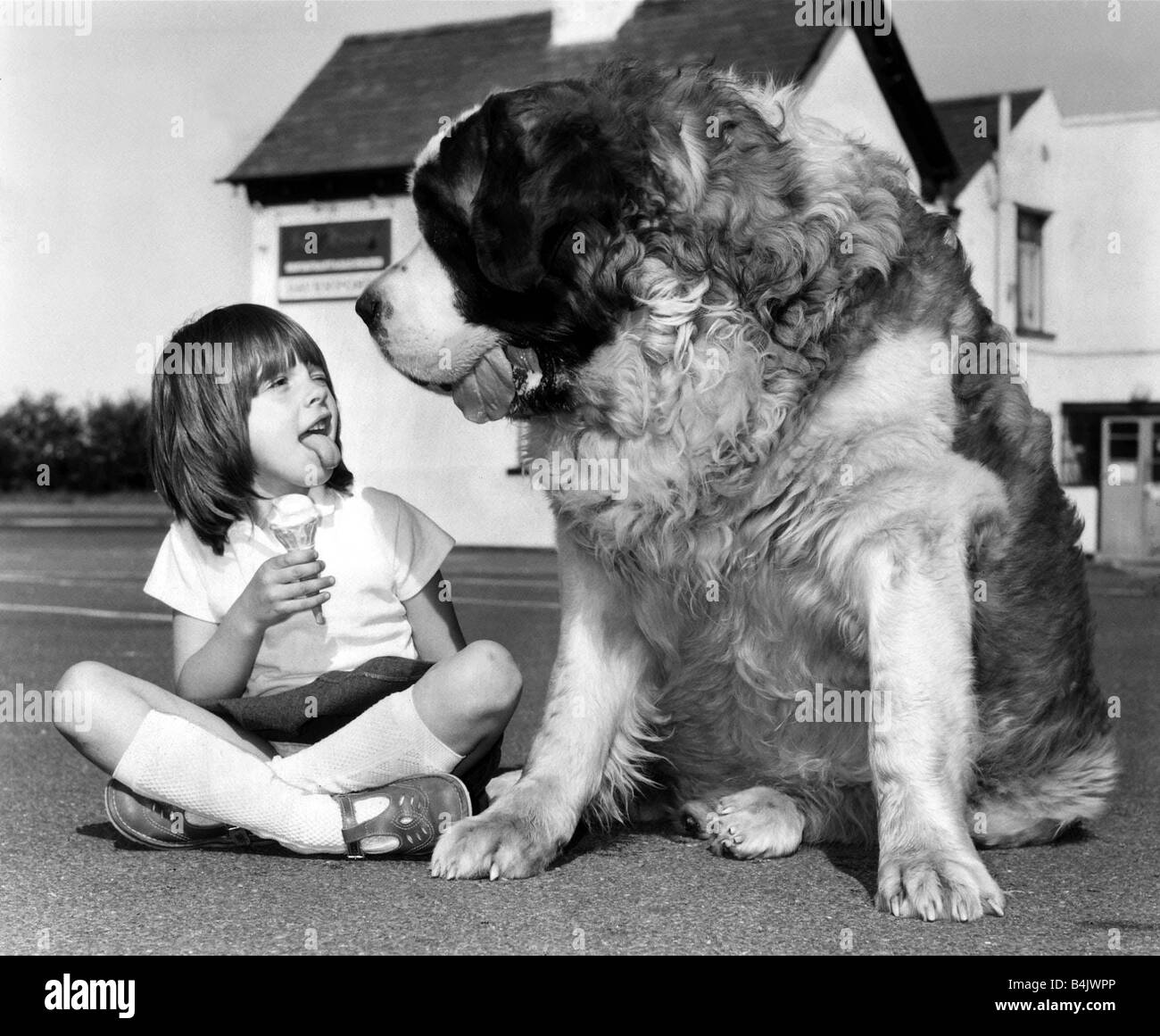 Animali Cani Jason il San Bernardo Maggio 1980 Jason il San Bernardo è un concorrente per il cane più pesanti in Gran Bretagna i suoi proprietari sei anni di mia nipote Rachel mangia un gelato e bastoni la sua lingua fuori come Jason Foto Stock