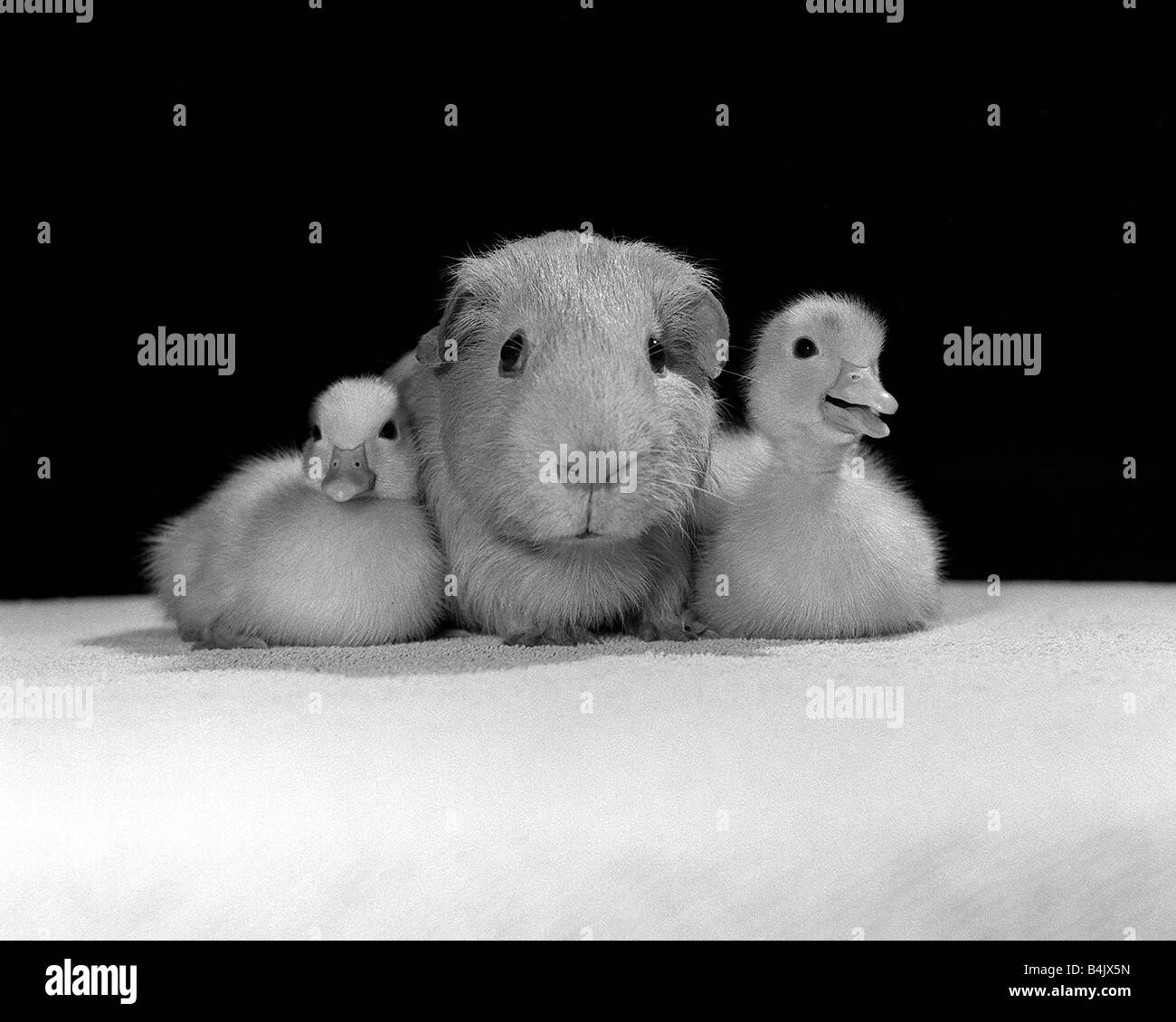 Animali cavia e papere Aprile 1985 queste due anatroccoli sono coccole fino alla guinea pig Foto Stock