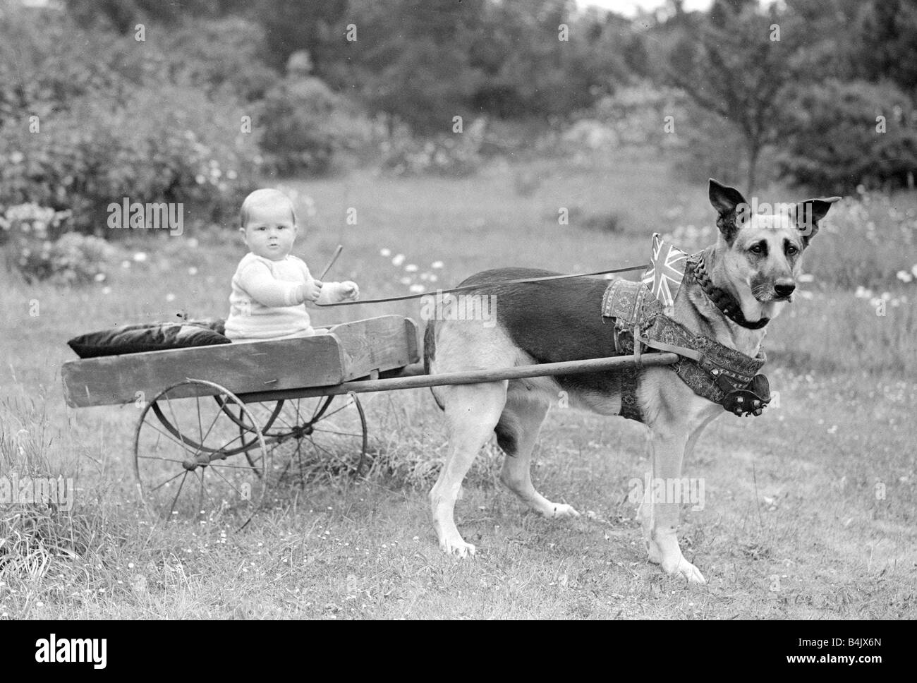 Piccolo Ragazzo in sella a un cane carrello circa 1945 Union Jack flag nel collare Foto Stock