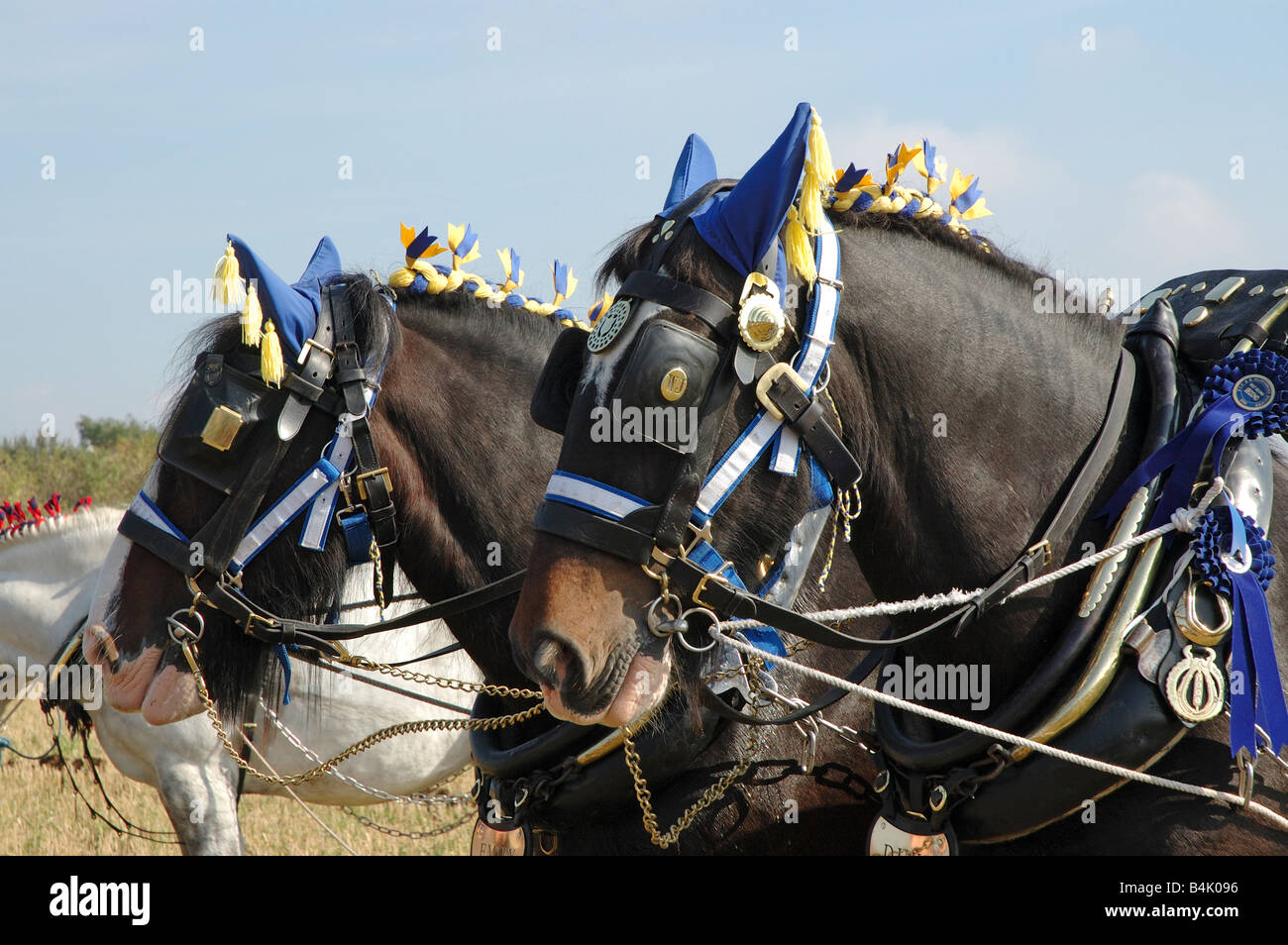 Cavalli di contea Foto Stock