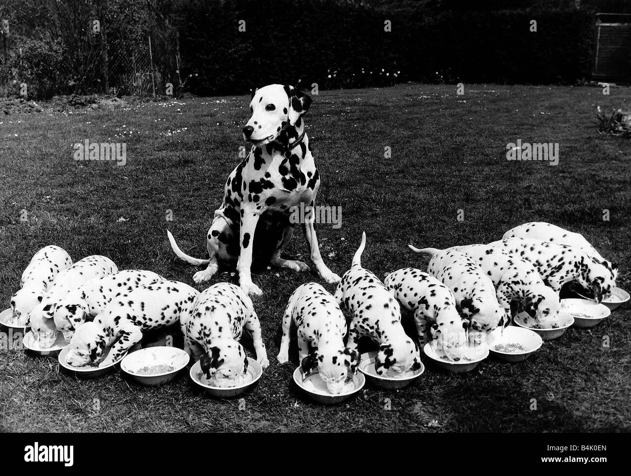Super mamma cane dalmata Kelda guarda sua cucciolata di cinque settimane vecchio cuccioli tutti e dodici in una cucciolata proprietario Signora Barbara legno Foto stock - Alamy