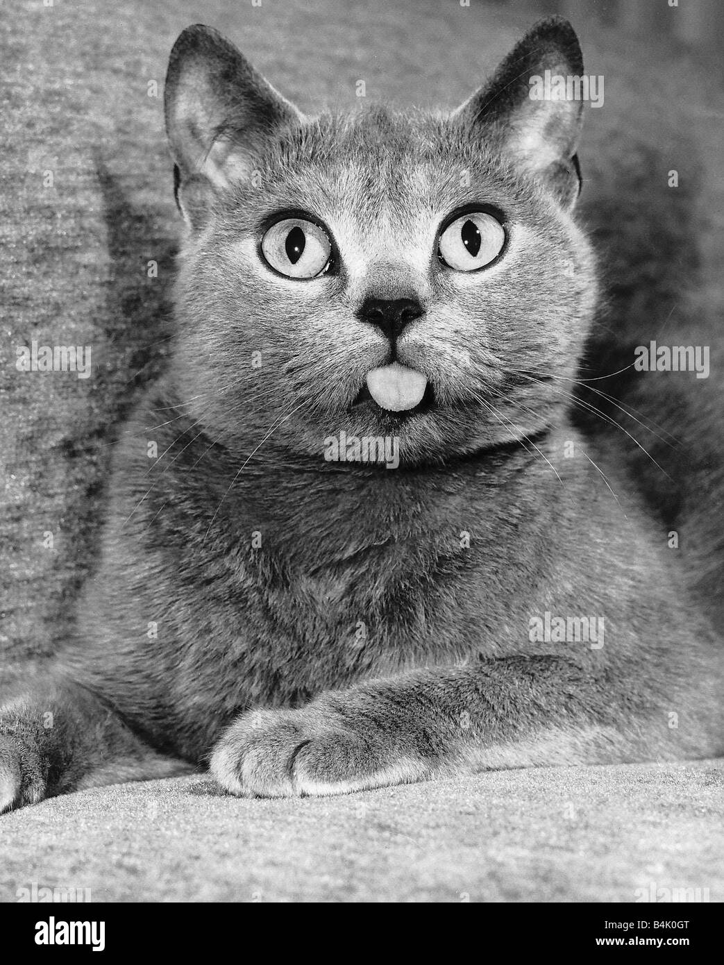 Animali Gatti Close up del gatto il suo incollaggio con la lingua fuori Foto Stock