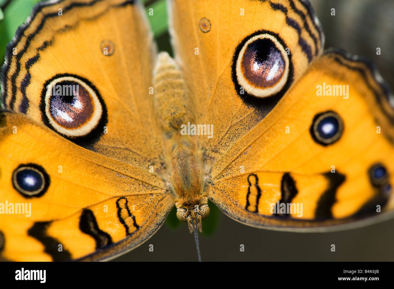 Preciso Almana. Peacock Pansy butterfly nella campagna indiana Foto Stock