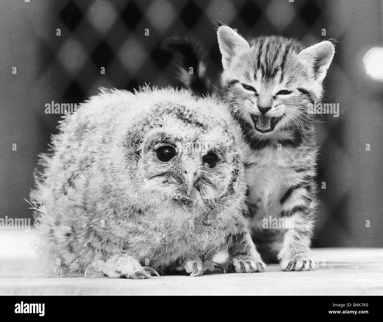 Il gufo e la micetta immagini e fotografie stock ad alta risoluzione - Alamy
