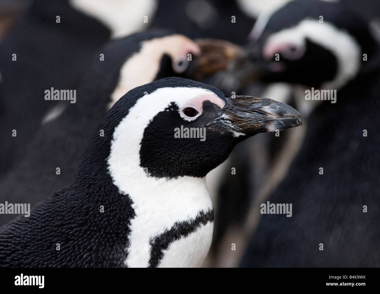 Nero footed Penguin Foto Stock
