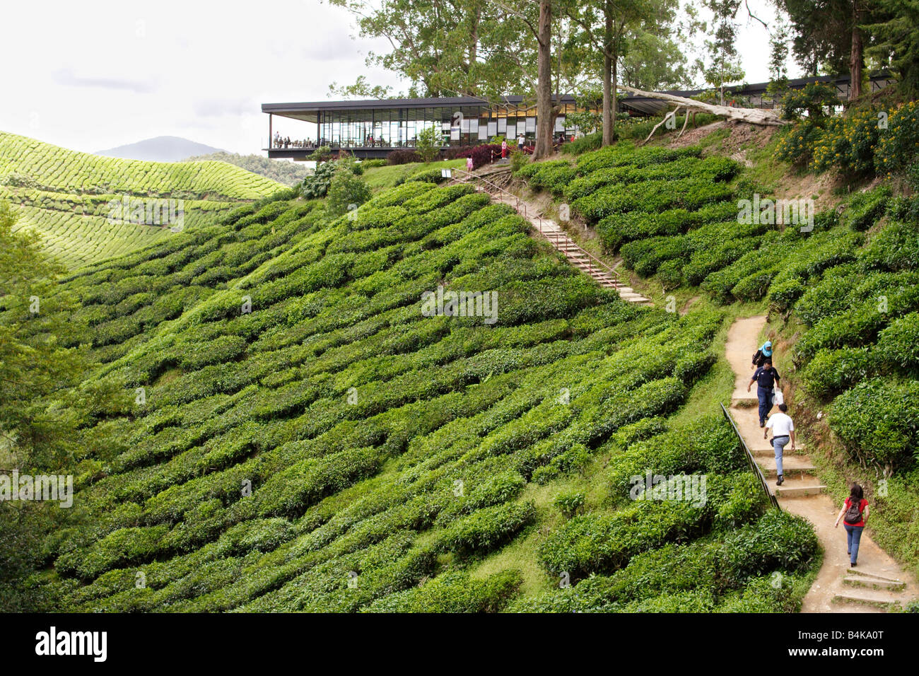 Ristorante Hillside su una piantagione di tè sulla collina di Cameron Highland in Malaysia. Foto Stock