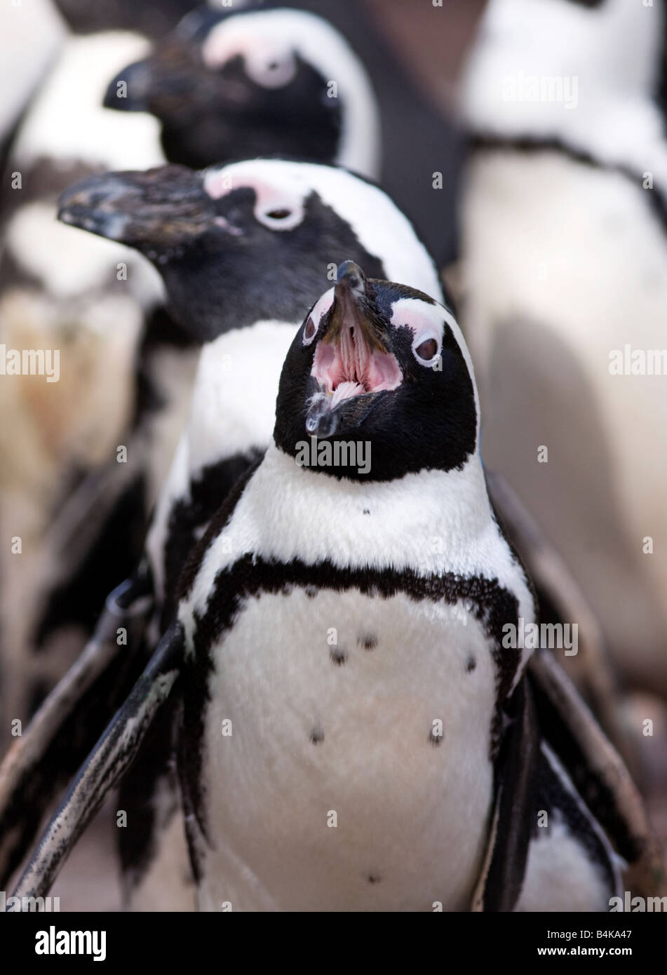 Nero footed Penguin Foto Stock