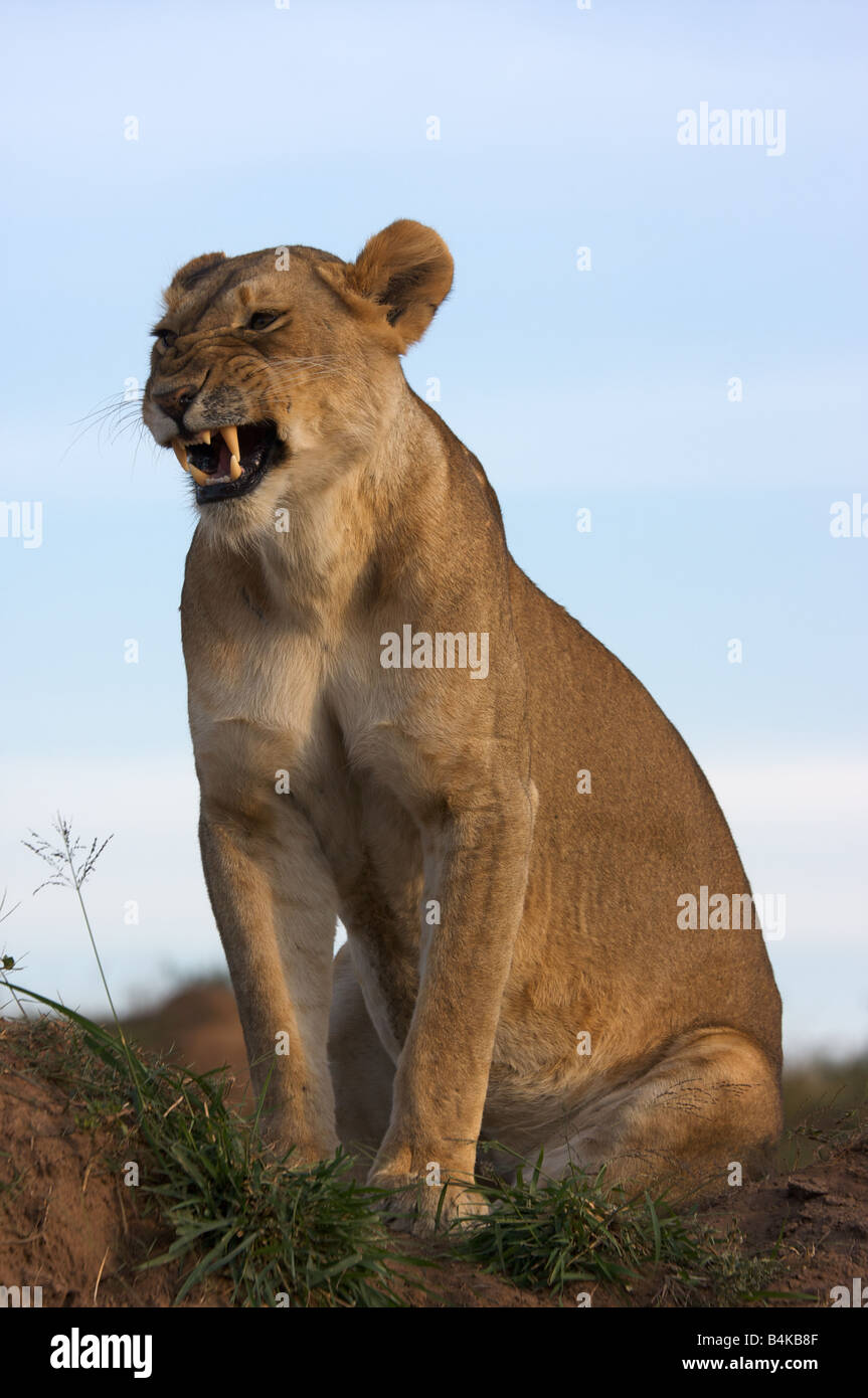 Leone femmina ululano, il Masai Mara, Kenya, Africa orientale Foto Stock