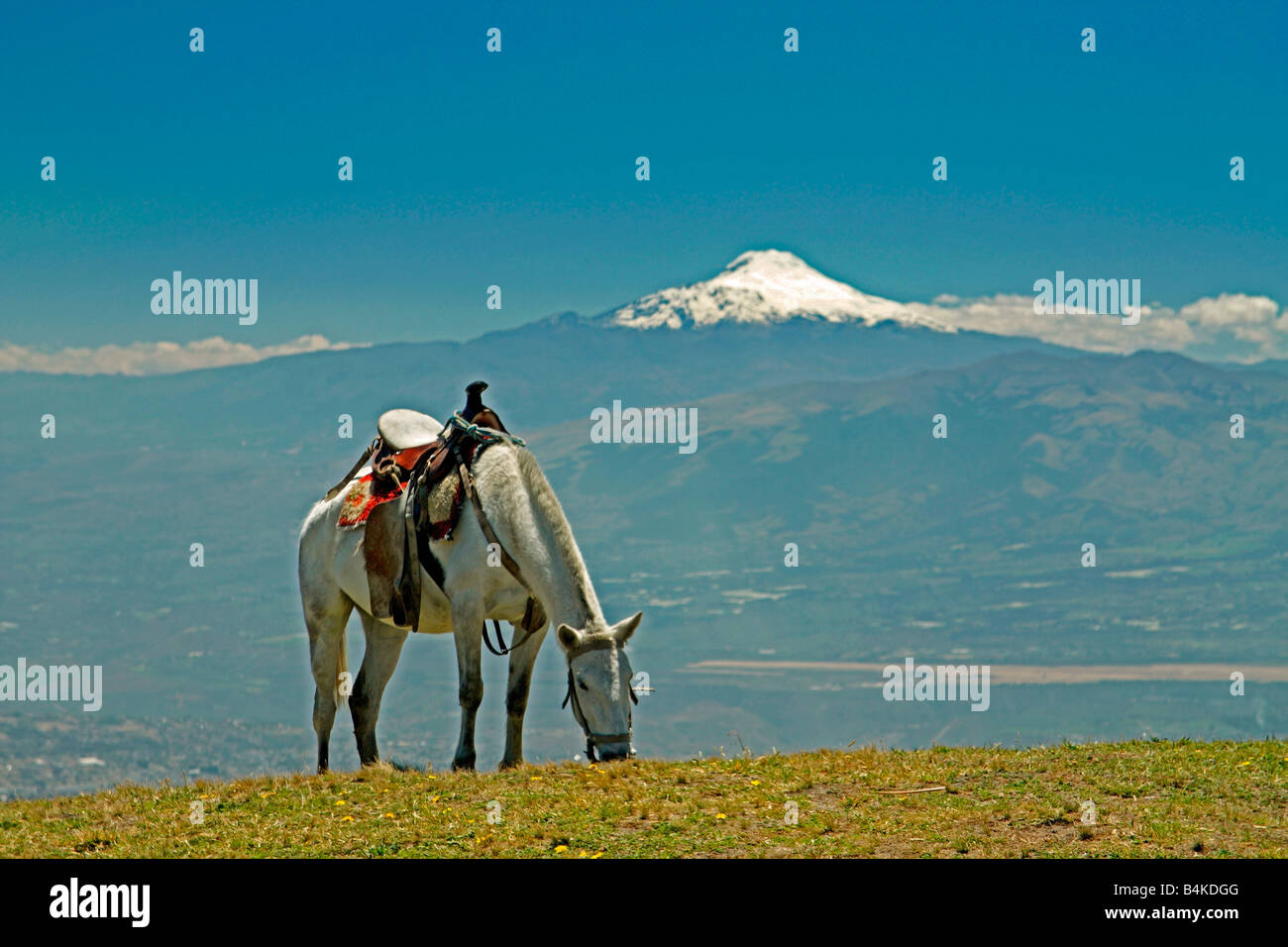 Cavallo, Cayambe vulcano e la città di Quito, dal vertice di Pichincha, Ecuador Foto Stock