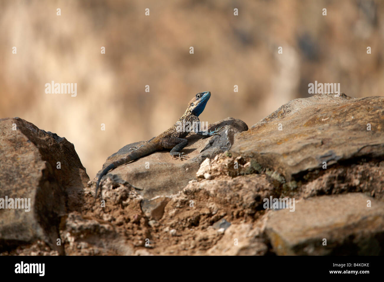 Testa blu agama lizard, Etiopia Foto Stock