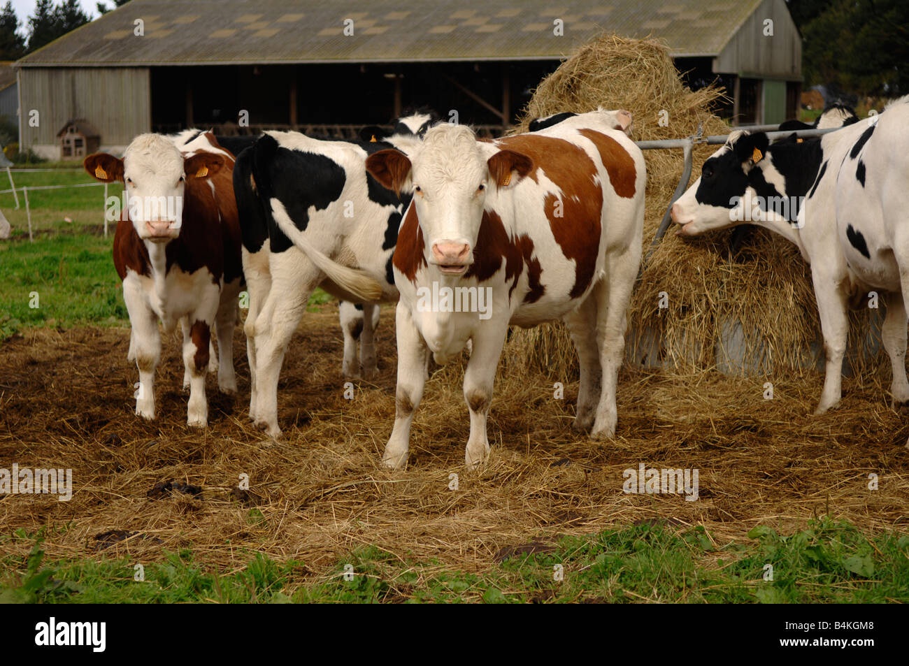 Felice di mucche in Bretagna, in Francia nei pressi di Pampoil Foto Stock