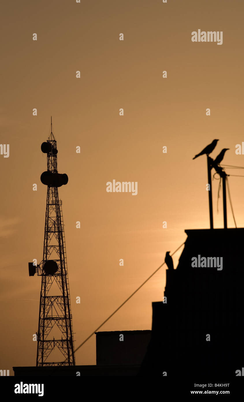 Il Crow fornito un interessante contrappunto contro gli abbellimenti tecnologico punteggiando il cielo della città Foto Stock