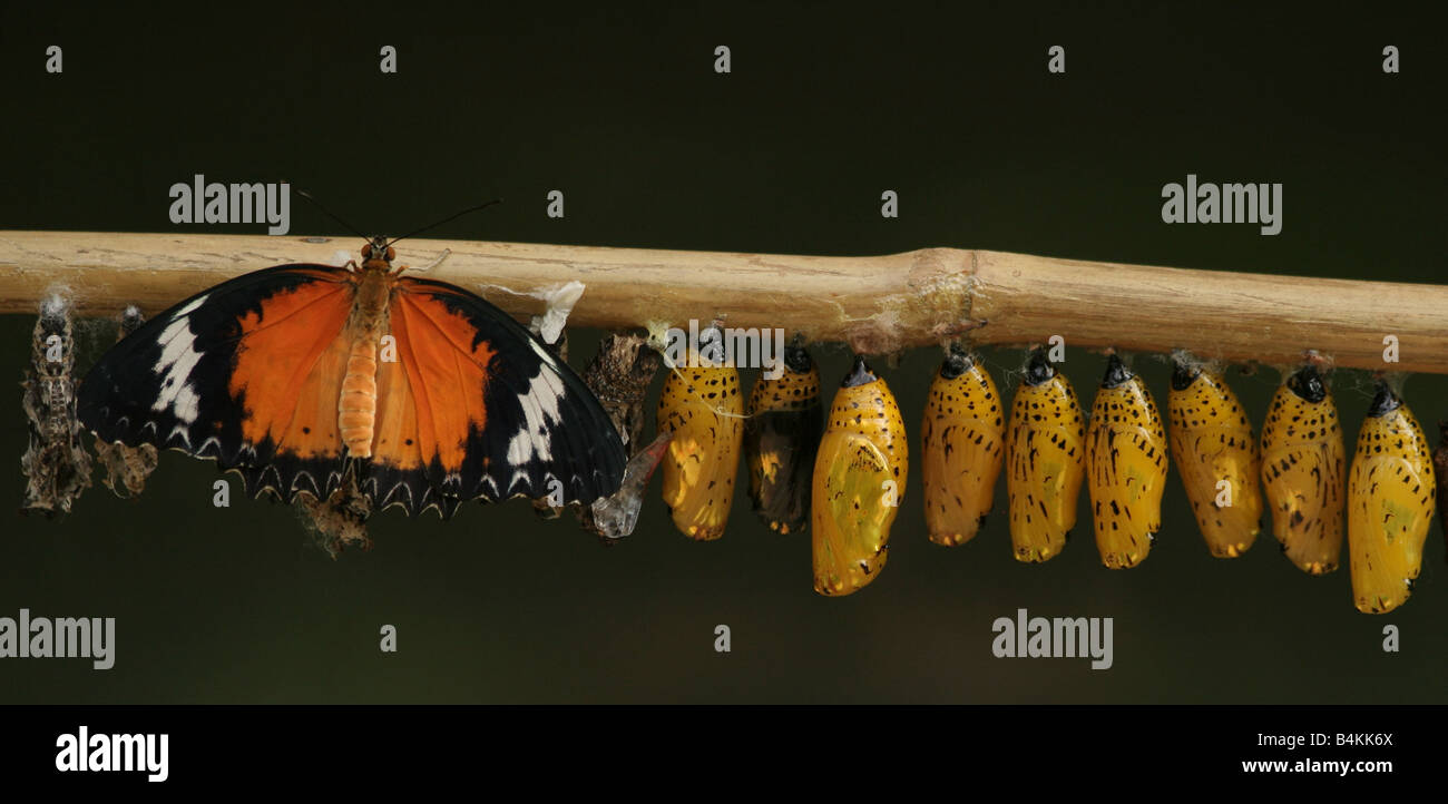 Appena emerse Lacewing Malay [Cethosia cyane] dalle Filippine con carta di riso Butterfly pupe [Idea leuconoe] Foto Stock