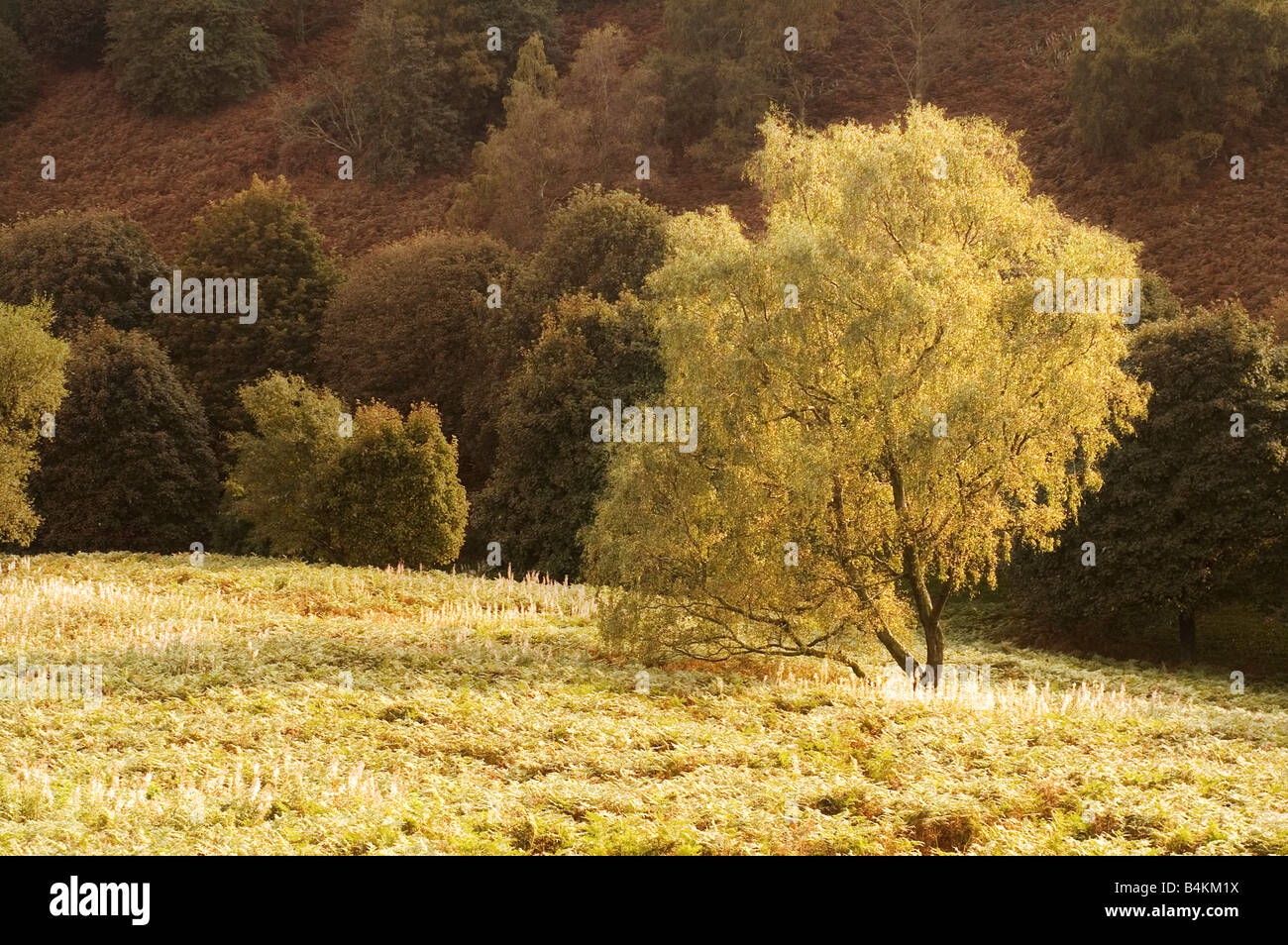 Albero a Malvern Hills vicino a Great Malvern Herefordshire Beacon, Autunno Foto Stock