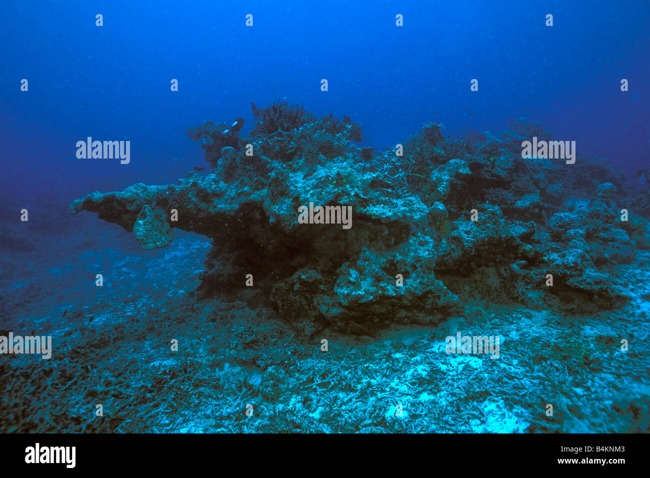 Cambiamenti climatici dovuti al riscaldamento globale degrada la salute delle barriere coralline Oceano Pacifico Foto Stock