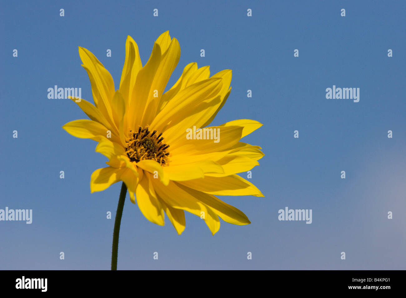 Fiore giallo blu cielo Foto Stock