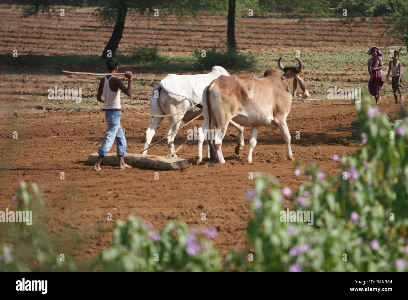 India uomo arando il suo campo in modo tradizionale con un paio di buoi Foto Stock